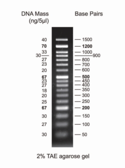 DNA Markers for Gel Electrophoresis | DNA-Electrophoresis | Genomics | Life  Science -tuotteet | Labnet